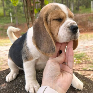 Beagle puppies Viber:(+63-9455-189-371) WhatsApp:(+63-9455-189-371) | PostAds PH