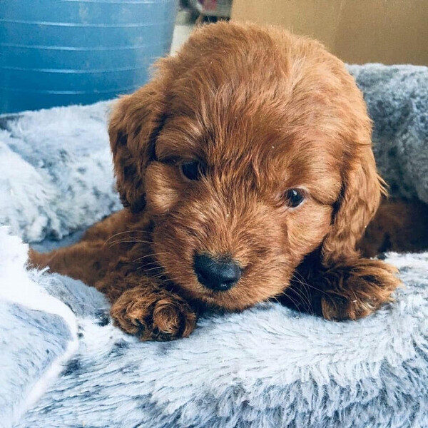 Cavapoo puppies Viber:(+63-9455-189-371)  WhatsApp:(+63-9455-189-371)