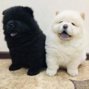 Chow Chow puppies Viber:(+63-9455-189-371) WhatsApp:(+63-9455-189-371) | PostAds PH