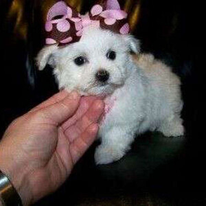 Pincher Puppies Viber:(+63-9455-189-371) WhatsApp:(+63-9455-189-371) | PostAds PH