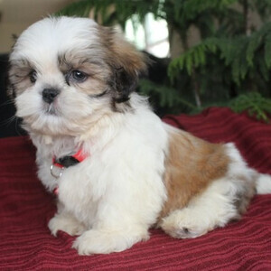 Shih Tzu Puppies Viber:(+63-9455-189-371) WhatsApp:(+63-9455-189-371) | PostAds PH