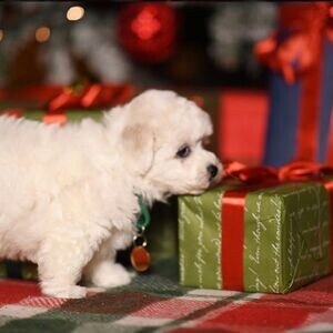 Bichon Frise Puppies Viber:(+63-9455-189-371) | PostAds PH