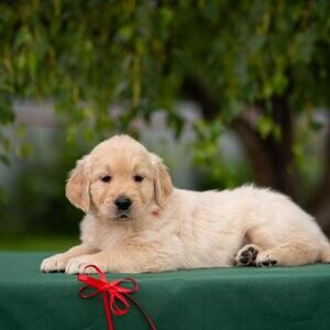 Golden Retriever puppies Viber:(+63-9455-189-371) | PostAds PH