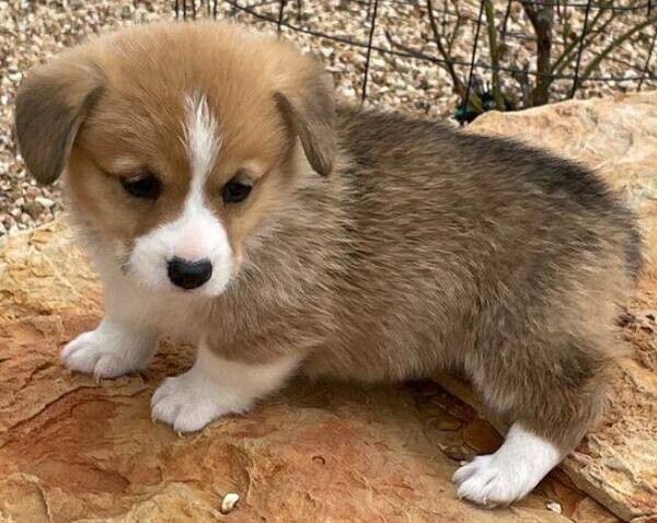 Welsh Corgi (Pembroke) WhatsApp:(+63-9455-189-371)