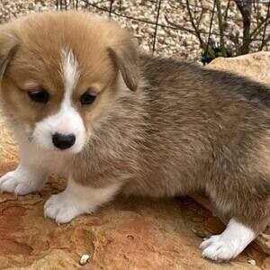 Welsh Corgi (Pembroke) WhatsApp:(+63-9455-189-371) | PostAds PH