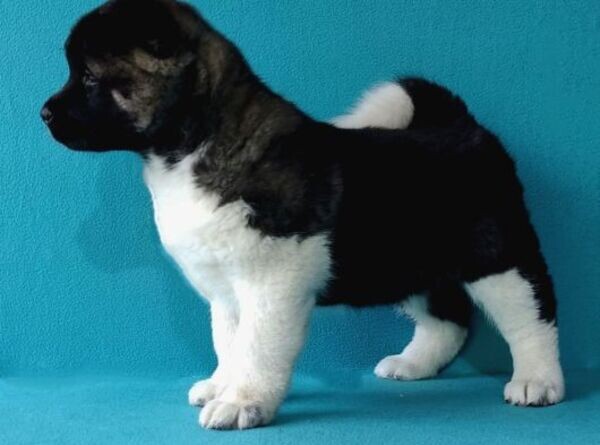 Akita puppies WhatsApp:(+63-9455-189-371)