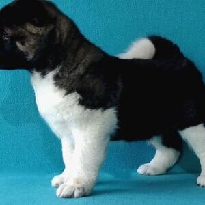 Akita puppies WhatsApp:(+63-9455-189-371) | PostAds PH