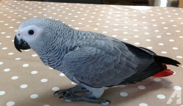 African Grey Parrots Viber:(+63-9455-189-371)