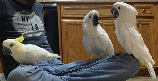 Cockatoo Parrots Viber:(+63-9455-189-371) WhatsApp:(+63-9455-189-371)