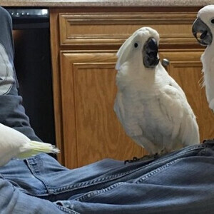 Cockatoo Parrots Viber:(+63-9455-189-371) WhatsApp:(+63-9455-189-371) | PostAds PH