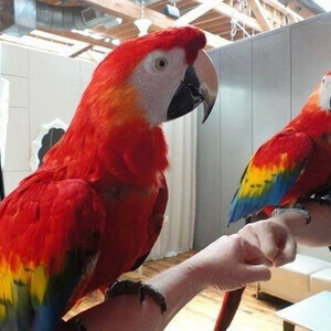 Scarlet macaw parrots Viber:(+63-9455-189-371) | PostAds PH