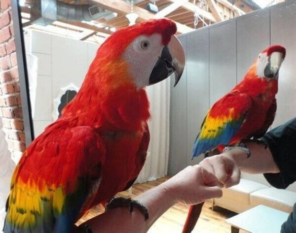 Scarlet macaw parrots Viber:(+63-9455-189-371) x