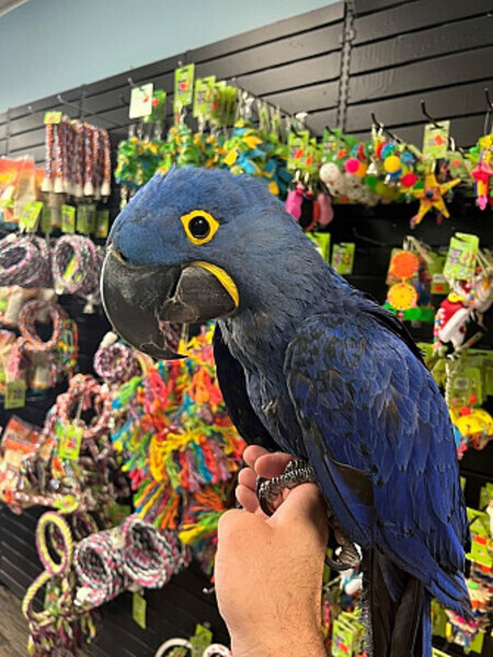 Blue Hyacinthine Parrots Macaw