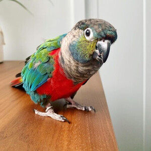 Red-bellied parrots for adoption Viber:(+63-9455-189-371) | PostAds PH