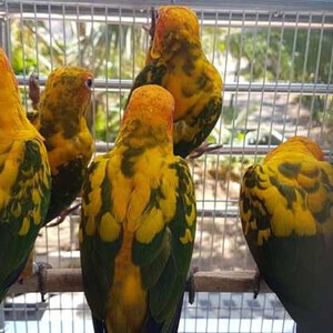 Hyacinth Macaw, Great Mitchell Cockatoo for sale | PostAds PH