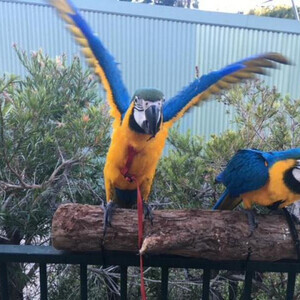 hand-reared parrots for adoption as companion animals | PostAds PH