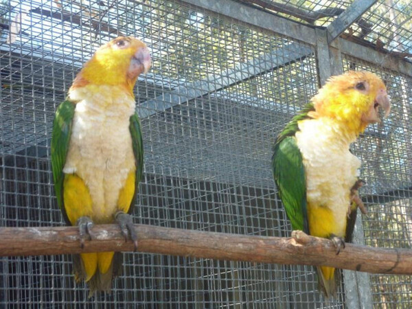 White Bellies Caiques Viber:(+63-9455-189-371)