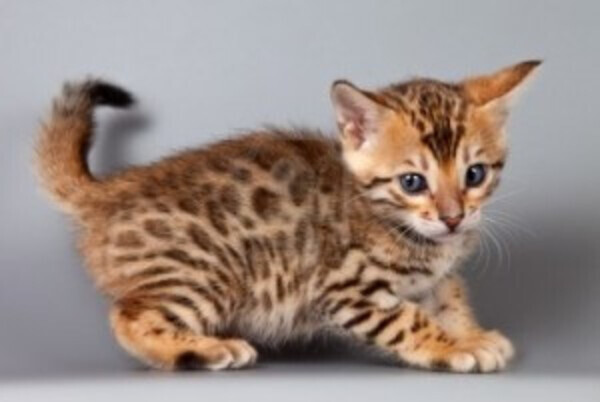Bengal kittens Viber:(+63-9455-189-371)  WhatsApp:(+63-9455-189-371) xx