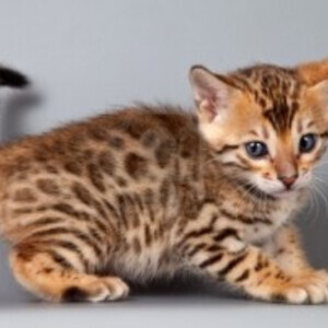Bengal kittens Viber:(+63-9455-189-371) WhatsApp:(+63-9455-189-371) xx | PostAds PH