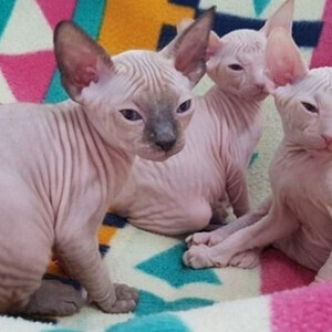 Sphynx kittens Viber:(+63-9455-189-371) WhatsApp:(+63-9455-189-371) | PostAds PH