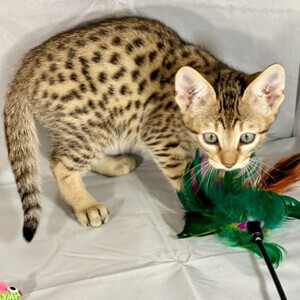 f1 and F2 Savannah kittens Viber:(+63-9455-189-371) | PostAds PH