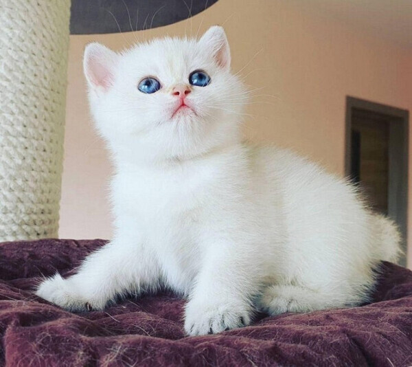 Ragdoll kittens Viber:(+63-9455-189-371)  WhatsApp:(+63-9455-189-371)