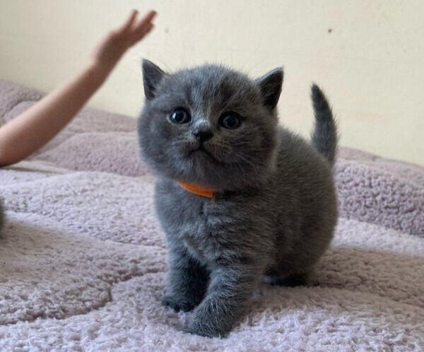 British Shorthair kittens Viber:(+63-9455-189-371) xx