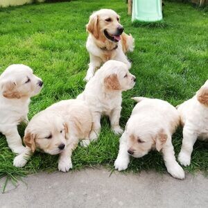 Beautiful Golden Retriever puppies.Please contact us on Viber: (+639624221392) | PostAds PH