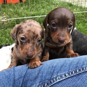 Beautiful Miniature Dachshunds.Please contact us on Viber: (+639660614145) | PostAds PH