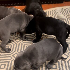 Stunning Cane Corso Puppies | PostAds PH