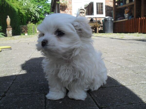 Two Teacup Maltese Puppies Need a New Family.Please contact us on Viber