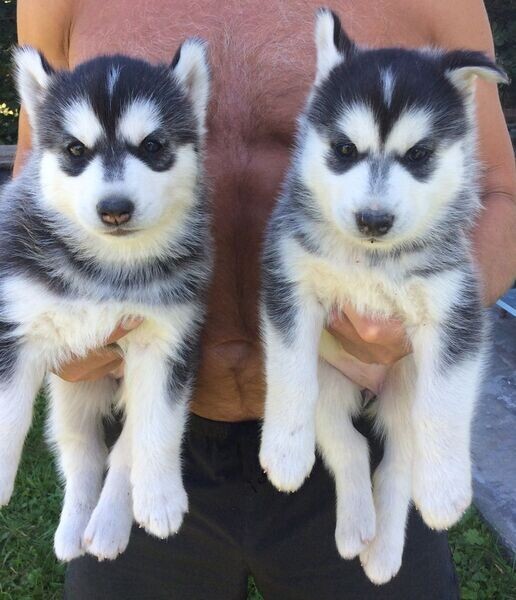 Sweet Siberian .Please contact us on Viber: +639660614145