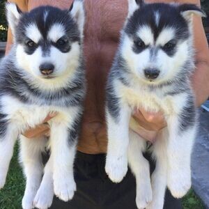 Sweet Siberian .Please contact us on Viber: +639660614145 | PostAds PH