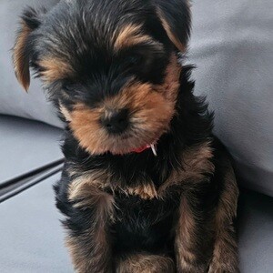💖🐾 Beautiful Female Yorkshire Terrier Puppy Ready for a Loving Home 🐾💖 | PostAds PH