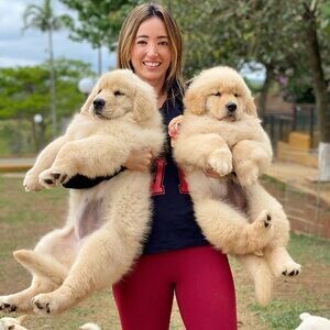 AKC quality Golden Retriever Pups..Please contact us on Viber: +6396606 | PostAds PH