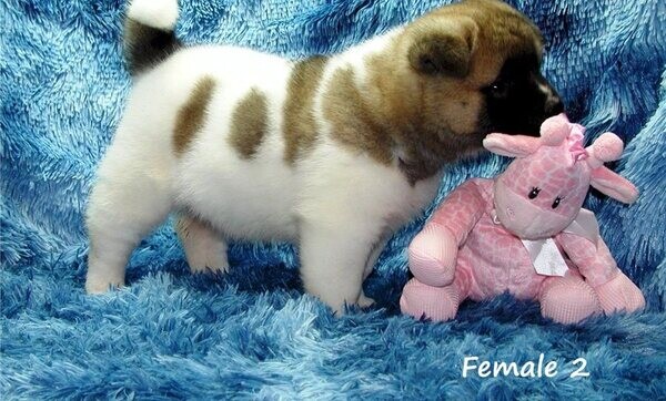 Purebred Akita Puppies ..Please contact us on Viber: +639660614145