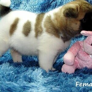 Purebred Akita Puppies ..Please contact us on Viber: +639660614145 | PostAds PH