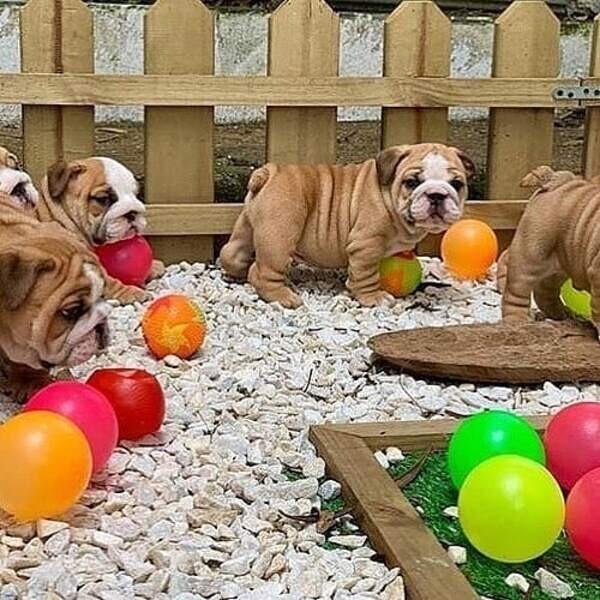 Gorgeous English Bulldog puppies..Please contact us on Viber: +63966061