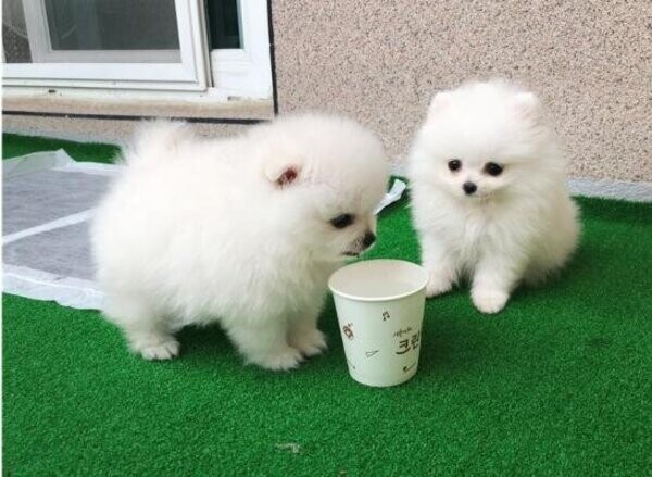 Two Awesome T-Cup Pomeranian Puppies..Please contact us on Viber: +6396