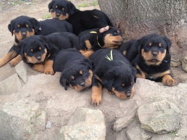 12 weeks old Rottweiler Puppies..Please contact us on Viber: +639660614 ...