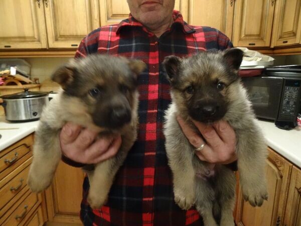 Quality German Shepherd puppies..Please contact us on Viber: +639660614