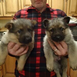 Quality German Shepherd puppies..Please contact us on Viber: +639660614 | PostAds PH