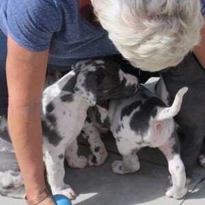 Two Great Danes puppies for sale. .Please contact us on Viber: +6396606 | PostAds PH
