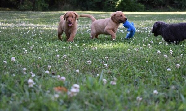 Two Labrador puppies..Please contact us on Viber: +639660614145