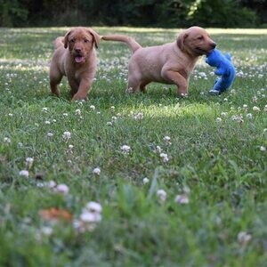 Two Labrador puppies..Please contact us on Viber: +639660614145 | PostAds PH