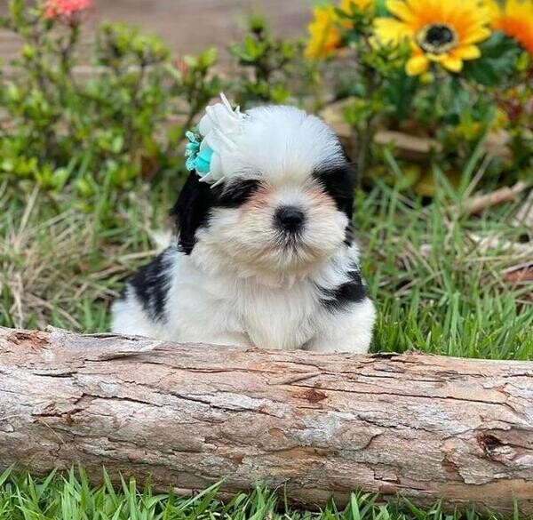 Gorgeous shih tzu puppies all ready.Please contact us on Viber: +639660
