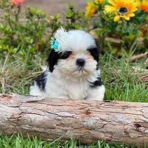 Gorgeous shih tzu puppies all ready.Please contact us on Viber: +639660 | PostAds PH