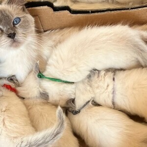 GCCF registered ChampionBloodline 5GENpedigree BSH | PostAds PH