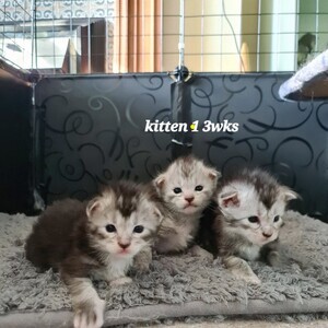 Maine coon | PostAds PH