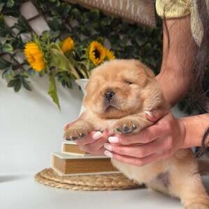 Chow chow pups | PostAds PH